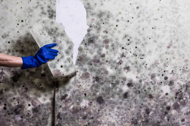 Professional Mold Removal in Lake Geneva, WI